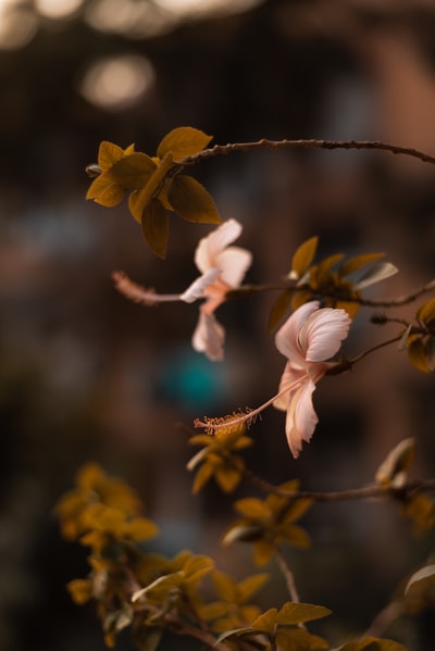 移轴镜头中的白色和黄色花朵
